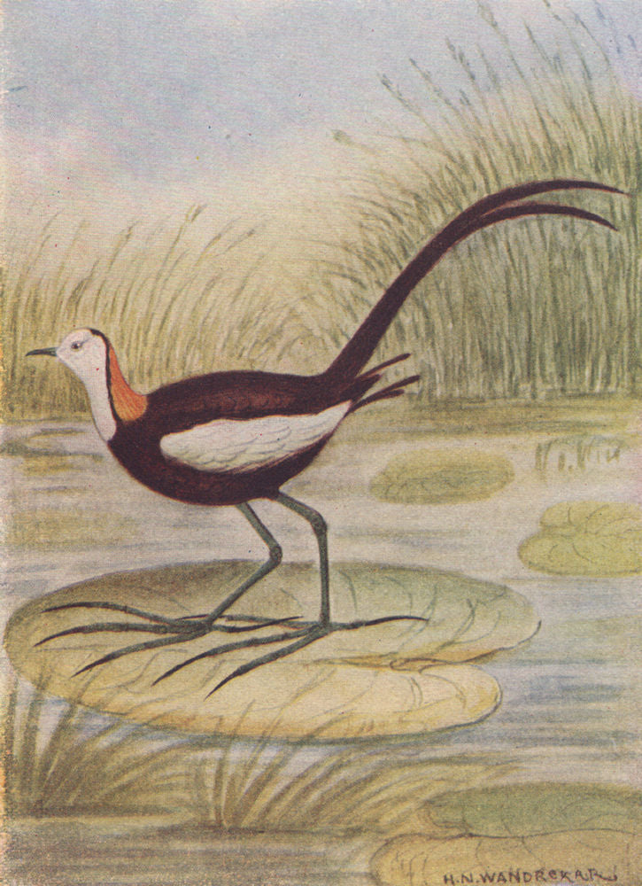 INDIAN BIRDS. The Pheasant-tailed Jacana 1943 old vintage print picture